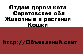 Отдам даром кота - Саратовская обл. Животные и растения » Кошки   